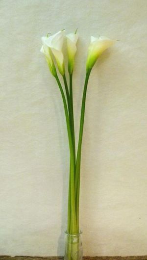 CALLA HIGHWOOD 80